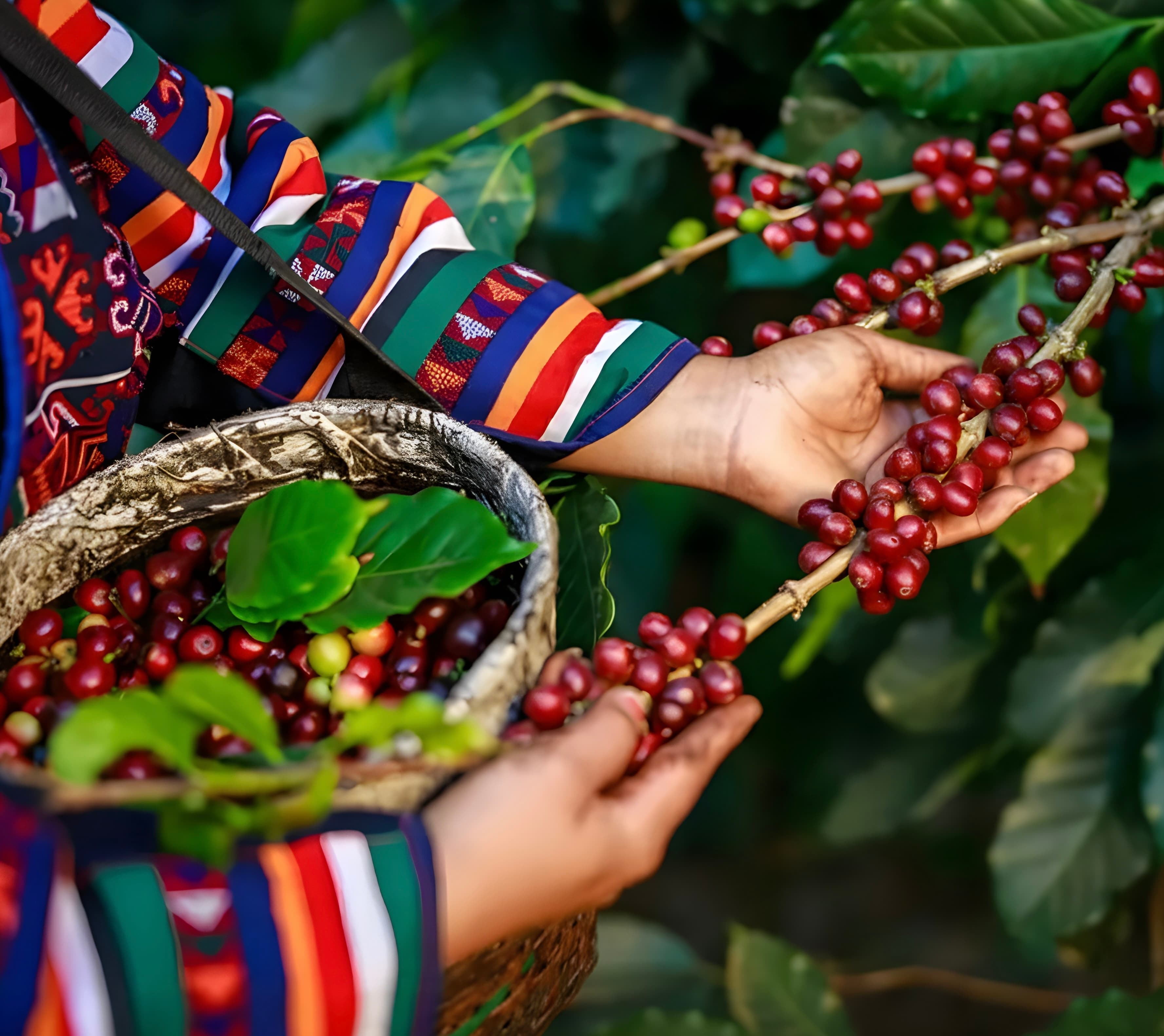 Café de especialidad